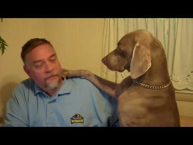 Don't Ignore a Weimaraner - Funny!