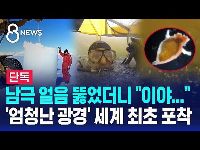 [단독] 남극 얼음 아래 '비밀 서식지'…한국 연구진 최초 발견 / SBS 8뉴스