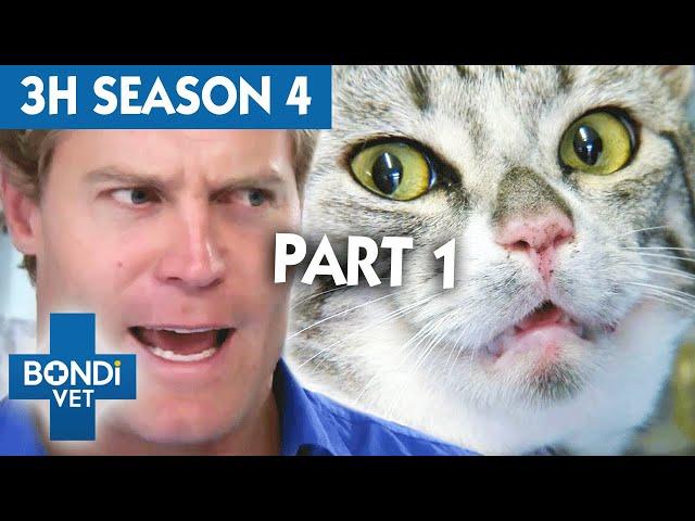 3 Hours of Full Episodes - Bondi Vet Complete Season 4 Part 1 | Bondi Vet Compilation