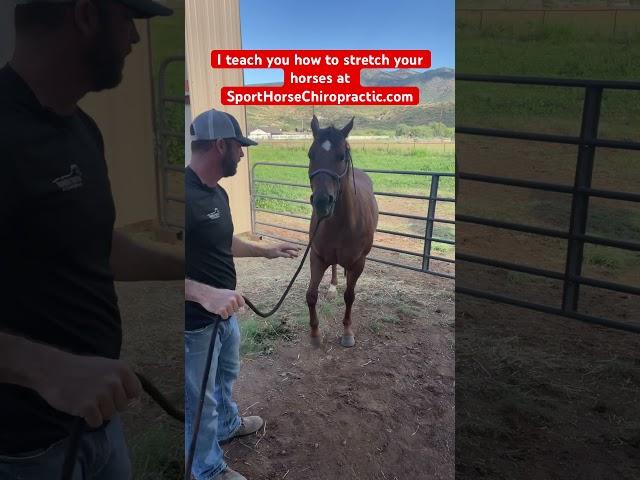 Dr. Mike gives this #horse a #chiropractic #adjustment of her upper neck!