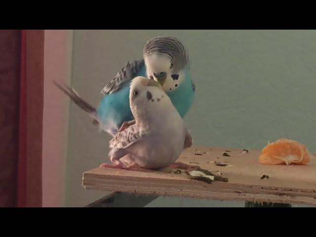 Спаривание волнистых попугаев