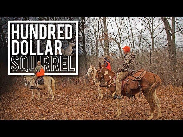 Hundred Dollar Squirrel | Squirrel Hunt on MULES in the Ozarks using FEISTS