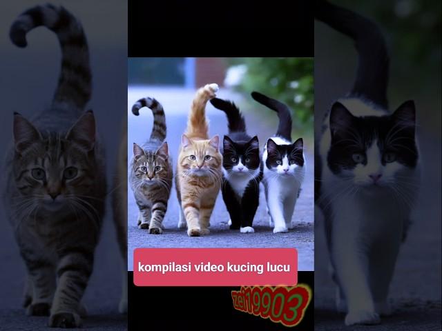 Kumpulan video kucing lucu lihat di channel saya bosku #catlover #funnycats #cats