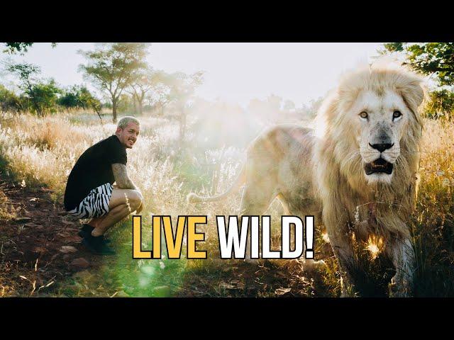 A Lions Wild Life - Dean Schneider