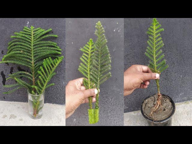 How to grow a christmass tree at home. Christmass tree propagation/Grow Pine tree cuttings at home