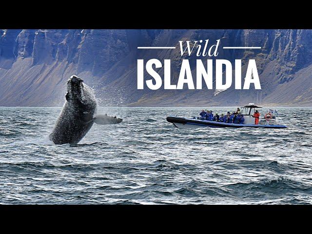 ISLANDIA: EXPEDICIÓN FAUNA SALVAJE Y PAISAJES