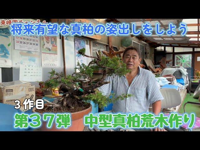 【盆栽】第３７弾　中型真柏の荒木作り３作目【将来有望な真柏の姿出し】