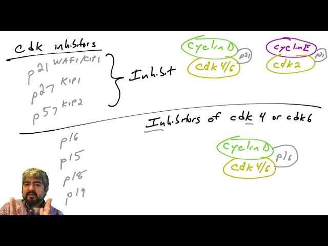 Cell cycle regulation, part 5: Cdk Inhibitors