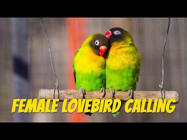 Calling All Male Lovebird Owners: Enhance Your Bird's Training with the Help of Female Lovebird