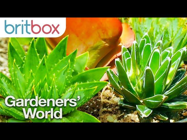 How to Take Care of your Succulents | Top Tips | Gardeners' World