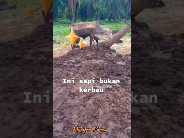 INI SAPI BUKAN KERBAU #peternaksapi #sapi #farm #breding #shorts