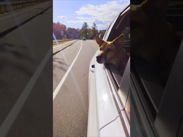 What's REALLY happening to Your DOG on a Car Ride?