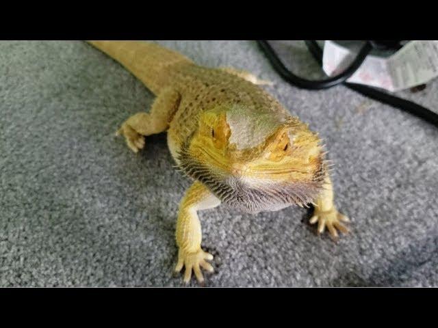 Bearded Dragon Awake After Brumation | Femoral Pore Updates!