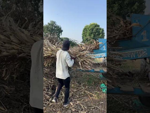 मक्का की थ्रेशिंग लाईव Maize Threshing | Kheti Junction