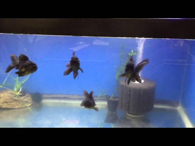 Thai Black Oranda Goldfish