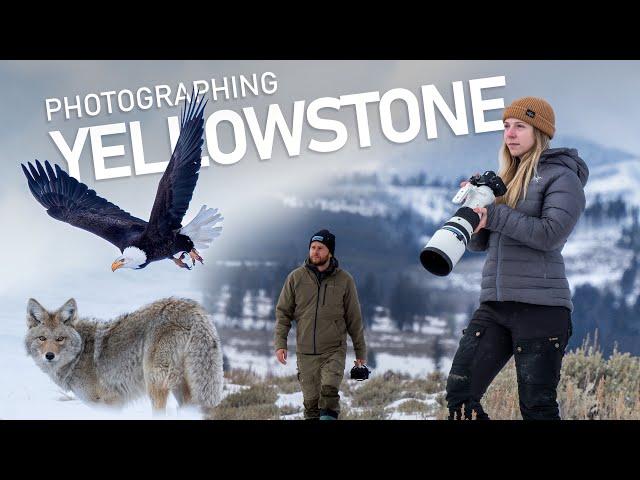 Photographing the Winter Wildlife of Yellowstone