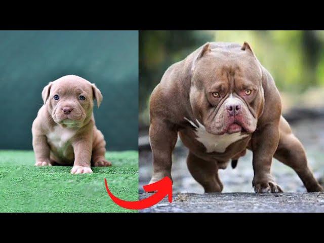 I'm A Big Kid Now - Baby Dogs And Cats Grow Up To Adults | Furry Buddy