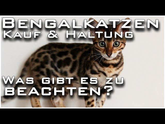 Bengalkatzen kaufen | Was gibt es zu beachten? Kosten? Gefahren bei der Zucht? Talk im Livestream