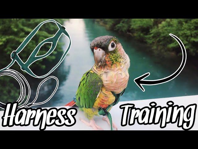 How to Harness Train Your Parrot!