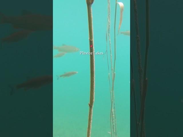 Fast UNDERWATER sneak-peak while waiting in line to see the big fall🫣 #travel #nature #autumn #lake