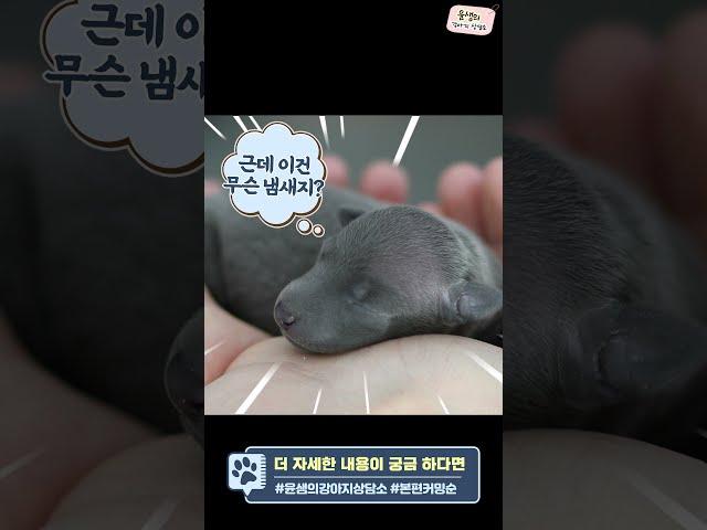 강아지 생애 주기별 성장 과정