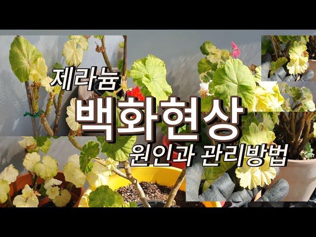 제라늄 백화현상 하얀잎이 왜생길까요? /관리방법 황화현상과 고스트잎 해결방법