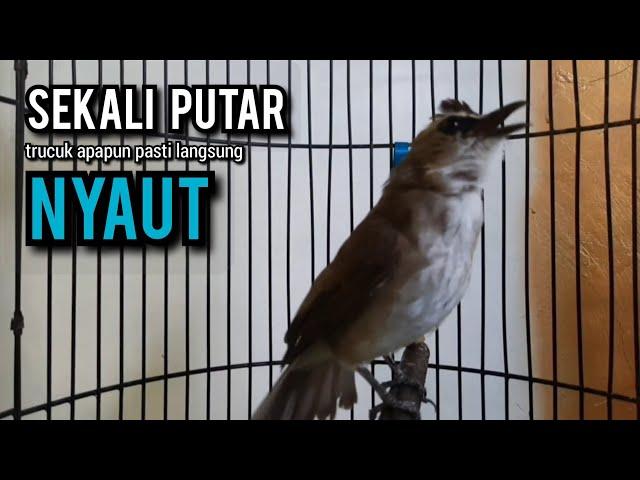 trucukan gacor TARUNG ROPEL PANJANG pancingan trucukan agar bunyi jadikan burung trucuk gacor NYAUT