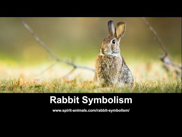 Rabbit Symbolism