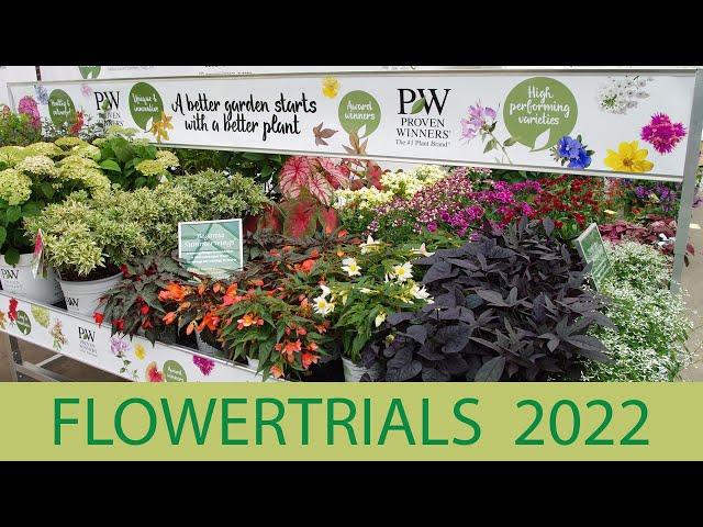 Flowertrials 2022 - Neuheiten & Konzepte von Kientzler Jungpflanzen