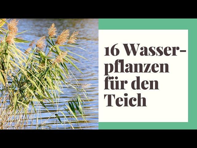 16 Wasserpflanzen für den Teich im eigenen Außenbereich