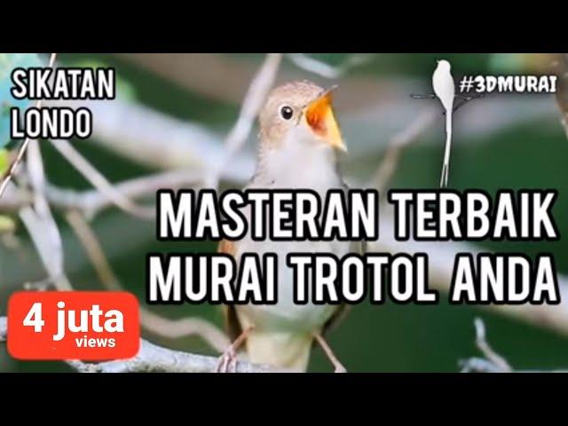 Masteran Sikatan Londo Gacor 1 Jam Untuk Isian Murai Trotol & Dewasa Anda #Nightingale