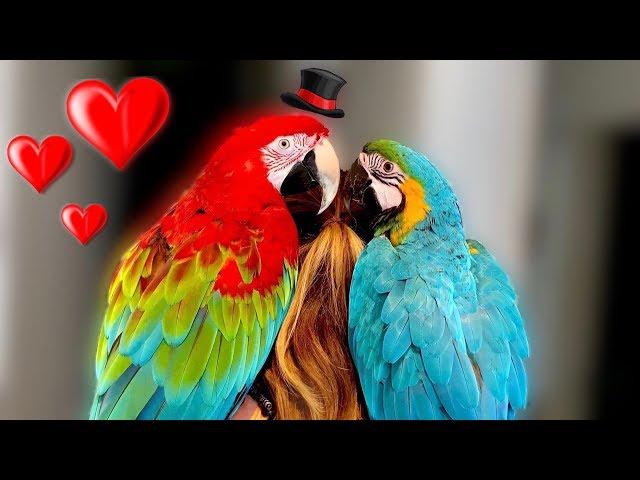 Does Mia Find Love? || Birdsitting Iago The Macaw