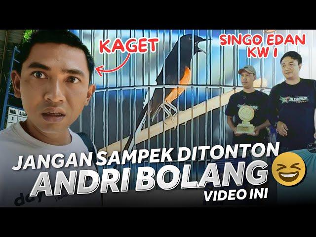 SINGO EDAN KW , ANDRI BOLANG KAGET ‼️ BURUNG INI JUARA 1 di RPM feat Asha Solo