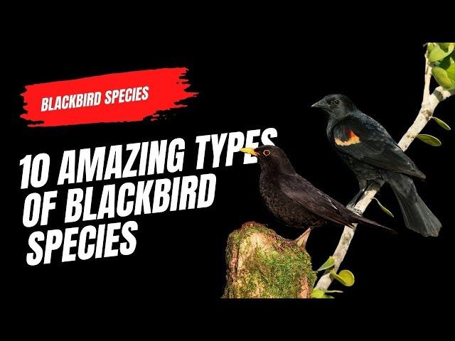 10 Amazing Types of Blackbird Species