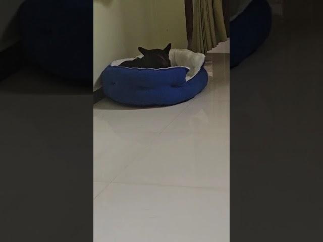 Kuttu's new bed