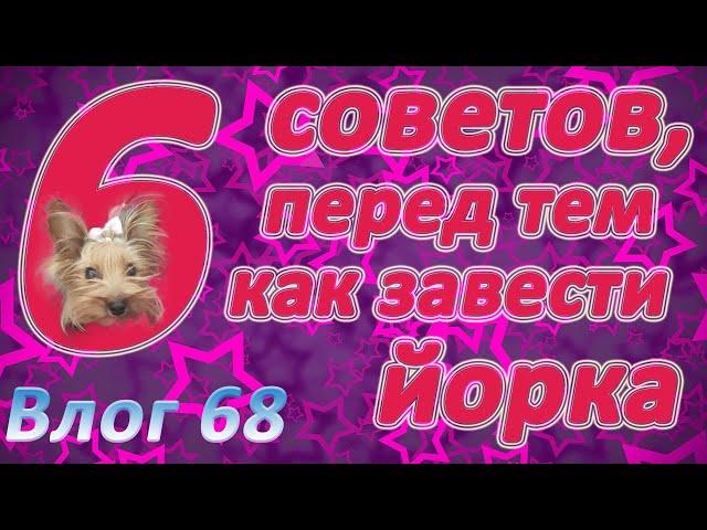 Хочешь завести йорка? Наши эксклюзивные 6 советов перед заведением.