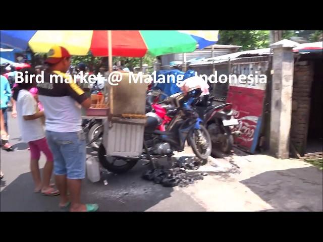 Bird market @ Malang, Java, Indonesia