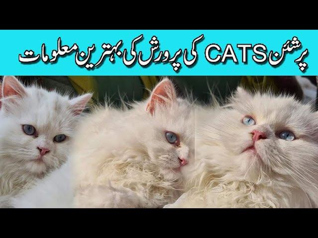 persian kitten persian cat | persian pat playing  | Rana Ashfaq Desi | | Desi Vlogger |