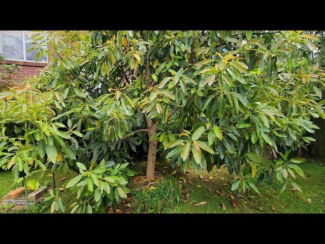 Every Avocado Tree @ Fruitopia Melbourne - Early Summer 2024