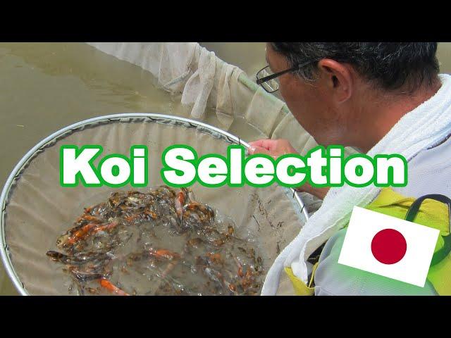 Koi fish selection in Japan | How baby Koi are selected [KOI SELECTION GUIDE]