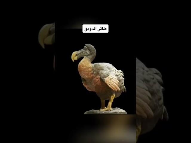 حيوانات منقرضة تعاود الظهور صورتها الكاميرا 