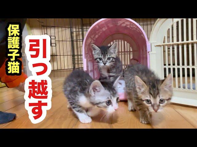 新しい住居に引っ越した子猫たちが走り回ってます