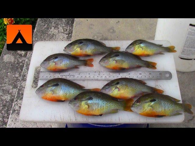 How to fillet small bluegill and rock bass