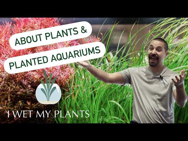 Plants and Planted Aquariums - Brandon Campo at Charlotte Aquarium Club