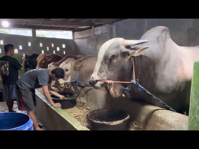 SAPI JUMBO KANDANG SEDERHANA REDOR FARM 