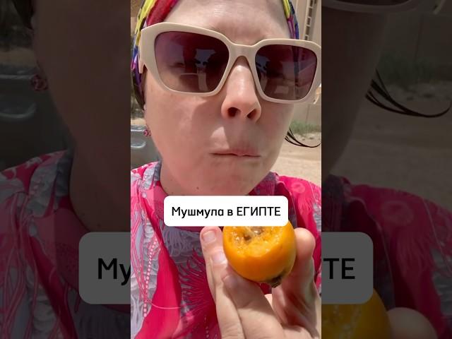 Мушмула в Египте. Сезон весной