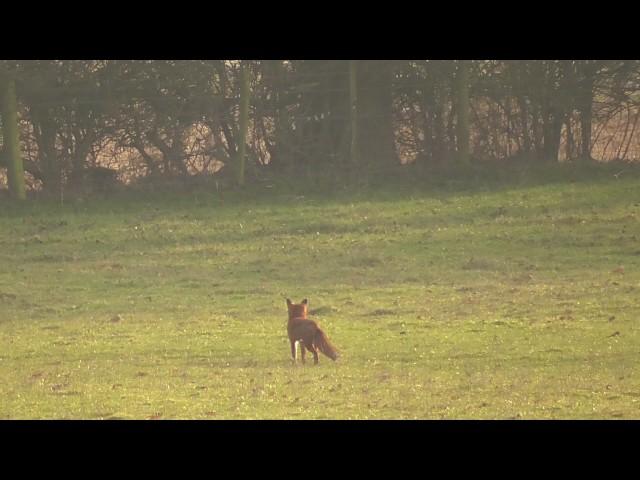 Fox terrorises and kills flock of sheep