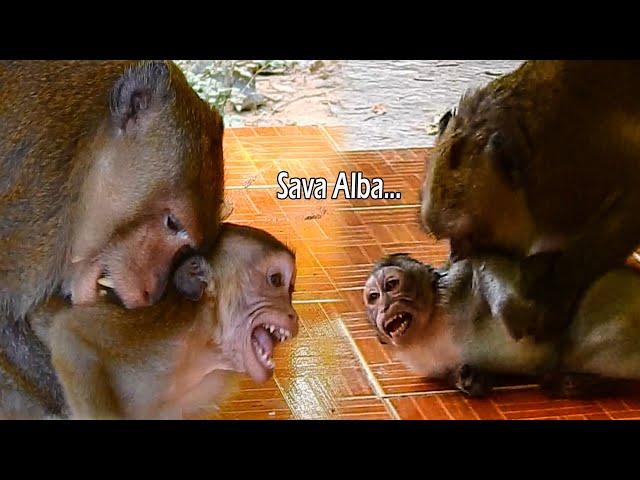 It Hurt Full Aron Bit And Fight Alba Monkey | Tobias Try Help Until Aron Bit Him Too