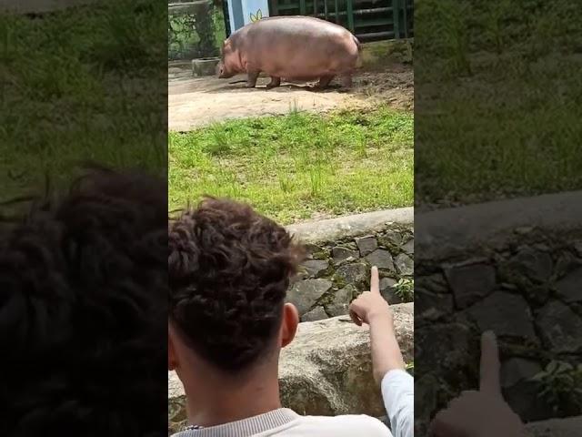 hippopotato 