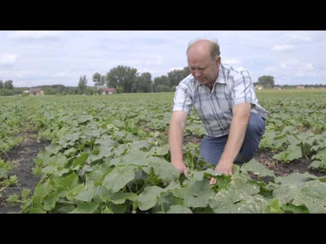 Growing cucumbers in Poland with ICL Fertilizers: Testimonial